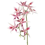 Kunstorchidee Künstlicher Brassia Orchideen Zweig ORELA, rosa-pink, 90cm Orchidee (Orchidee brassia), artplants rosa