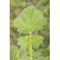 Pflanzen Für Dich Geum chiloense 'Goldball', Nelkenwurz, leuchtend gelb,