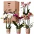 Kolibri Orchids - Überraschungsbox Mix Pflanzen Vorteilsbox - Überraschungsbox mit 4 verschiedenen Orchideen - frisch vom Züchter