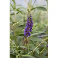 Pflanzen Für Dich Buddleja davidii 'Empire Blue', Schmetterlingsflieder, blau,
