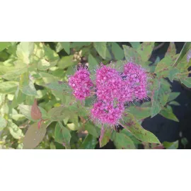 Pflanzen Für Dich Spiraea japonica Froebelii Rote Sommerspiere, 30–40 cm