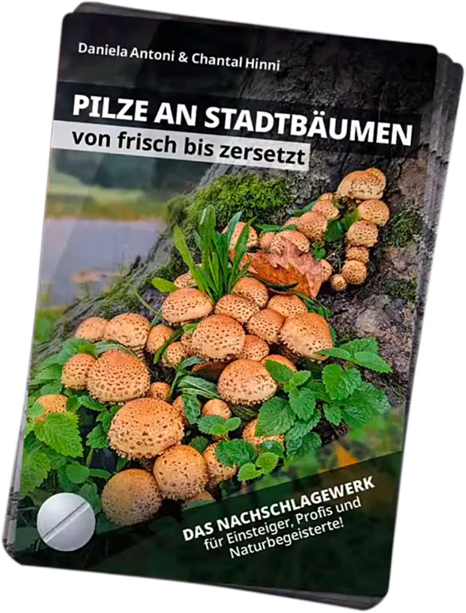 Bestimmungsfächer – Pilze an Stadtbäumen