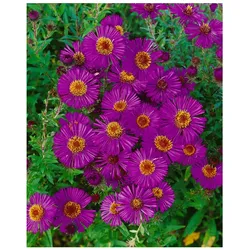Aster novae-angliae 'Andenken an P.Gerber', rosa, ca. 9x9 cm Topf