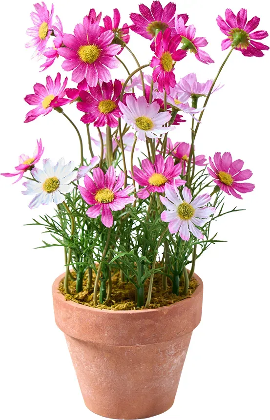 Gänseblümchen D9H25cm im Topf purple