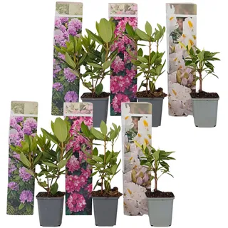 Plant in a Box - Rhododendren - 6 Stk - Rhododendron catawbiense - Höhe 25-40cm - Topf 9cm