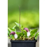 Pflanzen Für Dich Arisarum proboscideum p 0,5