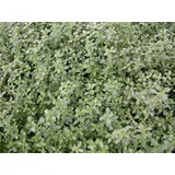 Pflanzen Für Dich Weißrandiger Garten-Thymian Silver Queen' Thymus x citriodorus 'Silver Queen' P 0,5