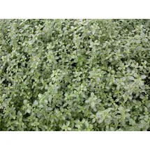 Pflanzen Für Dich Weißrandiger Garten-Thymian Silver Queen' Thymus x citriodorus 'Silver Queen' P 0,5