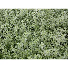 Pflanzen Für Dich Weißrandiger Garten-Thymian Silver Queen' Thymus x citriodorus 'Silver Queen' P 0,5