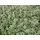 Pflanzen Für Dich Weißrandiger Garten-Thymian Silver Queen' Thymus x citriodorus 'Silver Queen' P 0,5