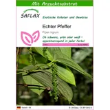 SAFLAX - Pfefferpflanze - Echter Pfeffer - Mit Topfsubstrat zur besseren Kultivierung - Piper nigrum