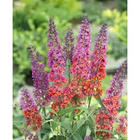 Pflanzen Für Dich Buddleja davidii 'Flower Power', Schmetterlingsflieder, bunt,