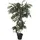 Europalms Ficus Multi Spiralstamm, 130cm