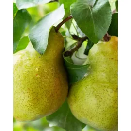 YODEYMA Amira Eau de Parfum 15 ml