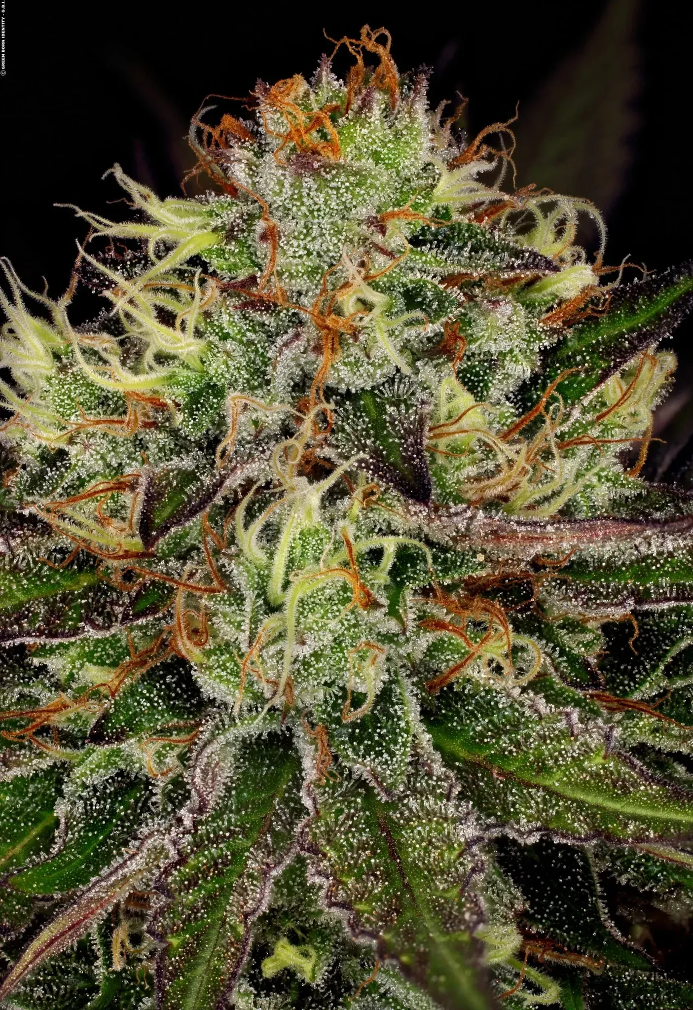 Paradise Seeds Chocolate Wafflez 5 Samen