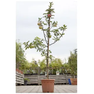 Pflanzen Für Dich Malus 'Idared', Apfelbaum, 150–200 cm