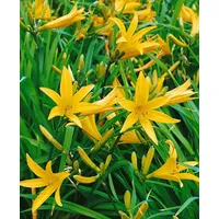 Pflanzen Für Dich Hemerocallis citrina 'Baroni' P 1