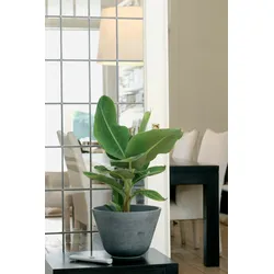 Plant in a Box Musa Oriental Dwarf - Orientalische Zwergbanane 2er Set Höhe 25-40cm