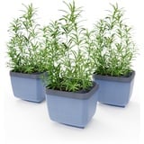 Gusta Garden Herbs Buddy Blau 3 Stück(e)