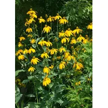 PlantaPro Rudbeckia nitida 'Juligold' 11 cm Topf – Winterhart, Mehrjährig, Pflegeleicht – Sonnenhut – Staude für Beet & Rabatte