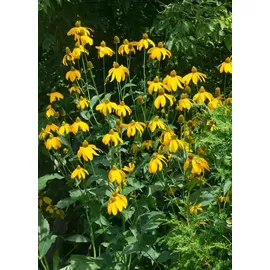 PlantaPro Rudbeckia nitida 'Juligold' 11 cm Topf – Winterhart, Mehrjährig, Pflegeleicht – Sonnenhut – Staude für Beet & Rabatte