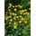 PlantaPro Rudbeckia nitida 'Juligold' 11 cm Topf – Winterhart, Mehrjährig, Pflegeleicht – Sonnenhut – Staude für Beet & Rabatte