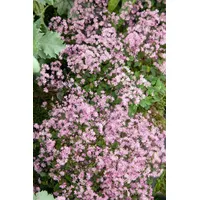 Pflanzen Für Dich Thalictrum kiusianum, Wiesenraute, zartrosa, ca. 9x9