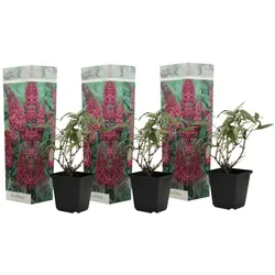 Plant in a Box Sommerflieder - Buddleja davidii Rosa 3er Set Höhe 25-40cm