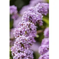 Pflanzen Für Dich Buddleja alternifolia, Schmetterlingsflieder, 100–125 cm