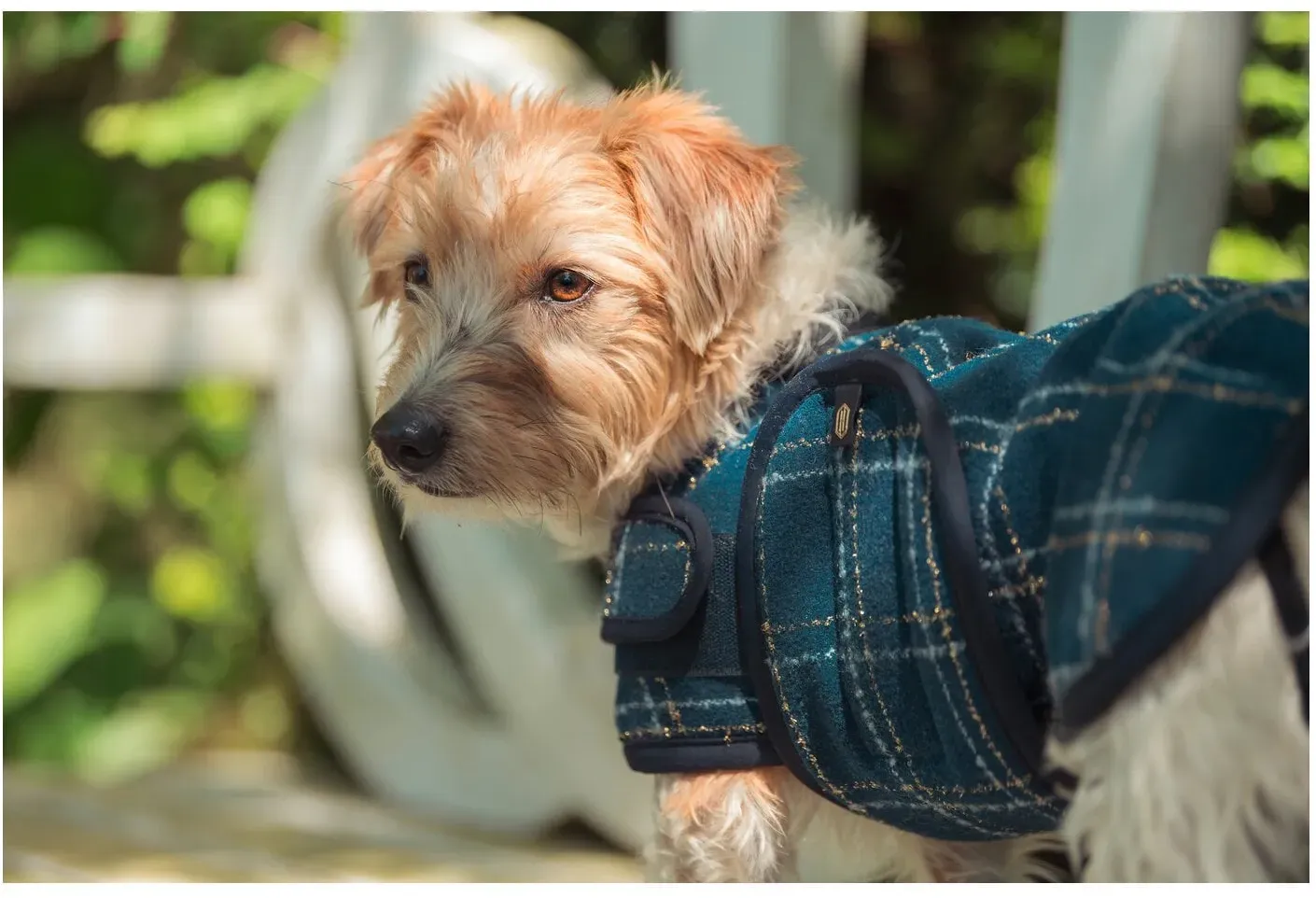 ESKADRON Heritage Hundemantel Bouclé navy 30 cm