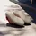 Adidas Barreda Decode Pure Ruby / Semi Lucid Red / Clear Pink 40 2/3