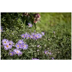 Aster amellus 'Rudolf Goethe', Berg-Aster, lavendelblau, ca. 9x9 cm Topf