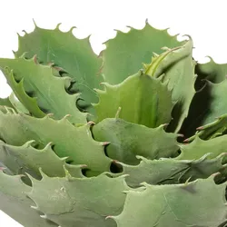 CREATIV green künstliche Pflanze Echeveria, ca 32cm
