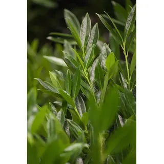 PlantaPro Prunus laurocerasus 'Otto Luyken' p 9 15- 20