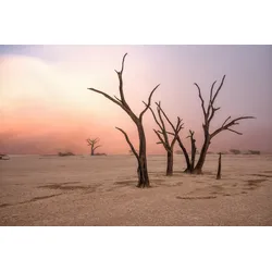 Fototapete PAPERMOON "Photo-Art GIUSEPPE DAMICO, NEBEL IN DEADVLEI", bunt, B:4,00m L:2,60m, Vlies, Tapeten