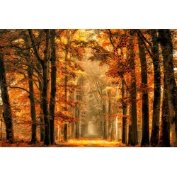 Fototapete PAPERMOON "Photo-Art VAN DE, BEENDEN SIE DAS PORTAL", bunt, B:2,50m L:1,86m, Vlies, Tapeten