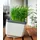 Gusta Garden Herbs Buddy 14,8 x 14,3 x 15,3 cm Hellgrau Komplettset