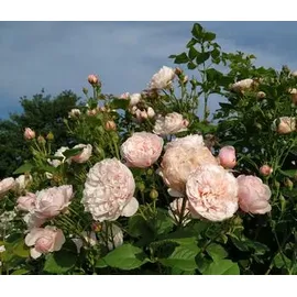Dehner Kletterrose Divina, rosa
