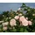 Dehner Kletterrose Divina, rosa