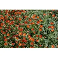 Pflanzen Für Dich Helianthemum x cult. 'Henfield Brilliant' Sonnenröschen,
