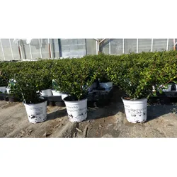 10 Stück Ilex crenata Stokes Heckenpflanze Buchsbaum Ersatz winterhart + robust