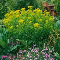 Pflanzen Für Dich Euphorbia palustris 'Walenburg's Glorie' Sumpf-Wolfsmilch, ca.