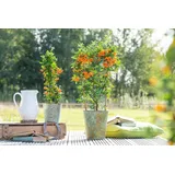Pflanzen Für Dich Pyracantha 'Orange Glow' 60–80 cm