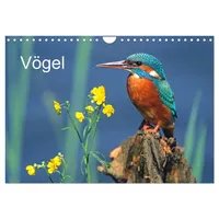 Calvendo Vögel (Wandkalender 2026 DIN A4 quer), CALVENDO Monatskalender: