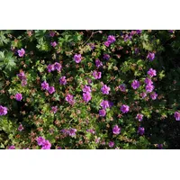 Pflanzen Für Dich Geranium sanguineum 'Dilys', Storchschnabel, rosa, ca.