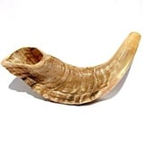 Ram's Horn Shofar Koscher, klein, 29,2 cm, Naturweiß