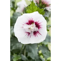 PlantaPro Hibiscus syriacus 'Lady Stanley' 60–80 cm – Winterhart, Mehrjährig, Pflegeleicht – Gartenhibiskus – Heckenpflanze für Garten & Sichtschutz