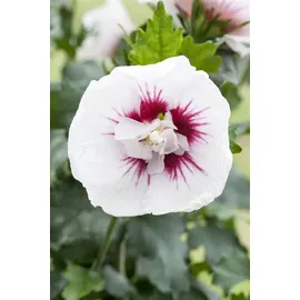 PlantaPro Hibiscus syriacus 'Lady Stanley' 60–80 cm – Winterhart, Mehrjährig, Pflegeleicht – Gartenhibiskus – Heckenpflanze für Garten & Sichtschutz
