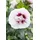 PlantaPro Hibiscus syriacus 'Lady Stanley' 60–80 cm – Winterhart, Mehrjährig, Pflegeleicht – Gartenhibiskus – Heckenpflanze für Garten & Sichtschutz
