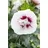PlantaPro Hibiscus syriacus 'Lady Stanley' 60–80 cm – Winterhart, Mehrjährig, Pflegeleicht – Gartenhibiskus – Heckenpflanze für Garten & Sichtschutz